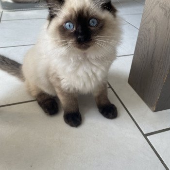 chaton Ragdoll seal point Uggo Mauve Les Ragdolls de la Croisette