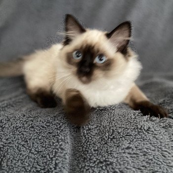 chaton Ragdoll seal point Uggo Mauve Les Ragdolls de la Croisette