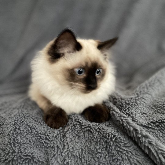 chaton Ragdoll seal point Uggo Mauve Les Ragdolls de la Croisette