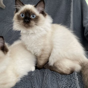 chaton Ragdoll seal point Uggo Mauve Les Ragdolls de la Croisette