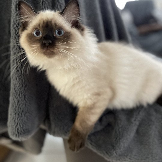 chaton Ragdoll seal point Uggo Mauve Les Ragdolls de la Croisette