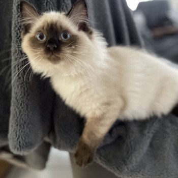 chaton Ragdoll seal point Uggo Mauve Les Ragdolls de la Croisette