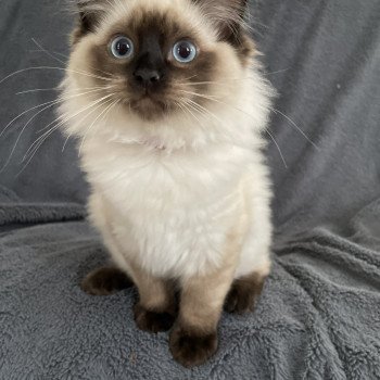 chaton Ragdoll seal point Uggo Mauve Les Ragdolls de la Croisette chaton Ragdoll seal point Uggo Mauve Les Ragdolls de la Croisette