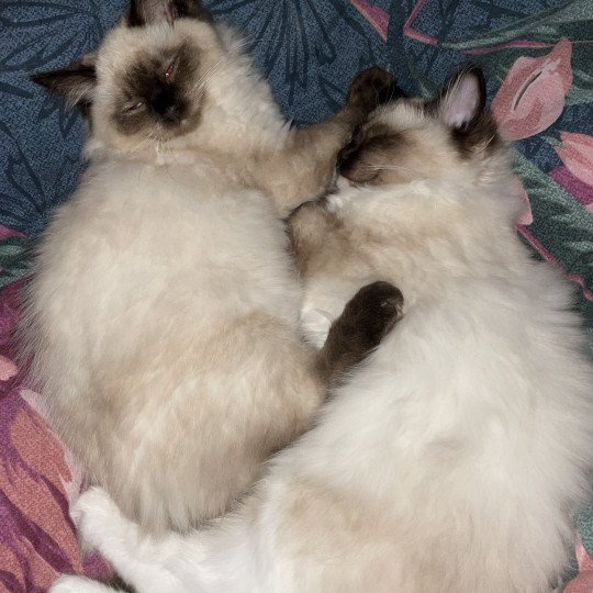 chaton Ragdoll seal point Uggo Mauve Les Ragdolls de la Croisette