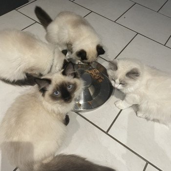 chaton Ragdoll seal point Uggo Mauve Les Ragdolls de la Croisette chaton Ragdoll seal point Uggo Mauve Les Ragdolls de la Croisette