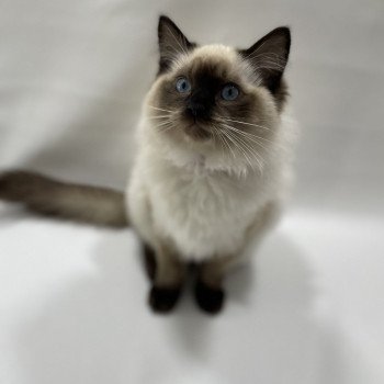 chaton Ragdoll seal point Uggo Mauve Les Ragdolls de la Croisette