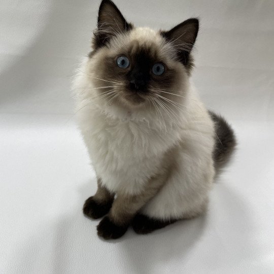 chaton Ragdoll seal point Uggo Mauve Les Ragdolls de la Croisette