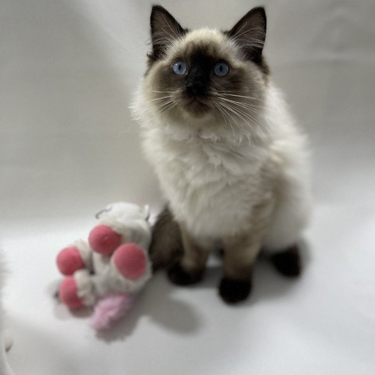 chaton Ragdoll seal point Uggo Mauve Les Ragdolls de la Croisette