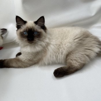 chaton Ragdoll seal point Uggo Mauve Les Ragdolls de la Croisette chaton Ragdoll seal point Uggo Mauve Les Ragdolls de la Croisette