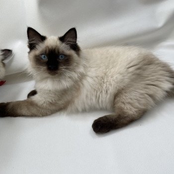 chaton Ragdoll seal point Uggo Mauve Les Ragdolls de la Croisette