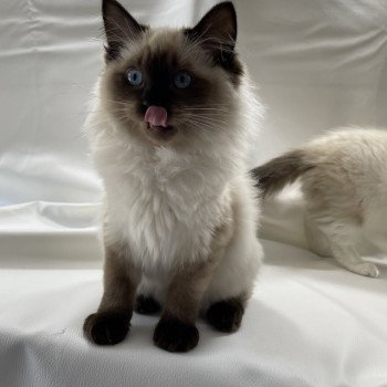 chaton Ragdoll seal point Uggo Mauve Les Ragdolls de la Croisette chaton Ragdoll seal point Uggo Mauve Les Ragdolls de la Croisette