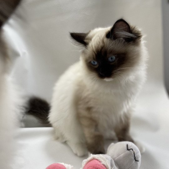 chaton Ragdoll seal point Uggo Mauve Les Ragdolls de la Croisette