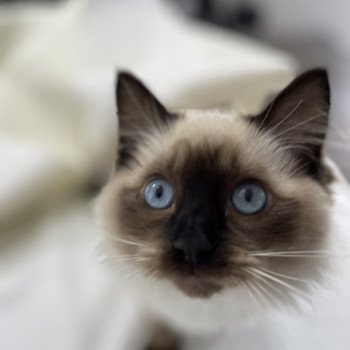 chaton Ragdoll seal point Uggo Mauve Les Ragdolls de la Croisette chaton Ragdoll seal point Uggo Mauve Les Ragdolls de la Croisette