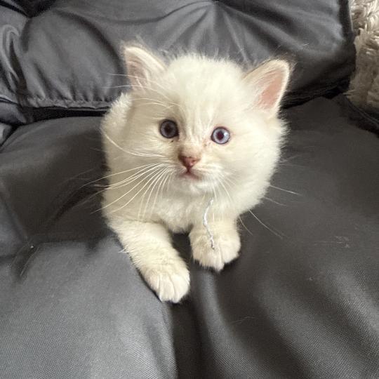 chaton Ragdoll Mauve Les Ragdolls de la Croisette