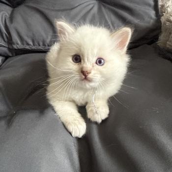 chaton Ragdoll Mauve Les Ragdolls de la Croisette