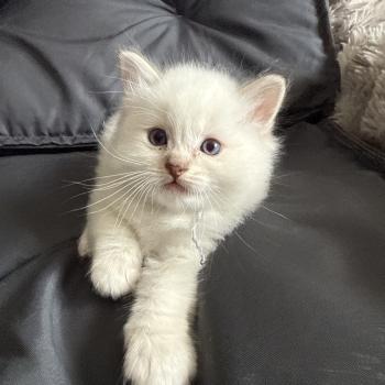 chaton Ragdoll Mauve Les Ragdolls de la Croisette