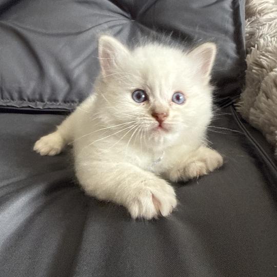 chaton Ragdoll Mauve Les Ragdolls de la Croisette