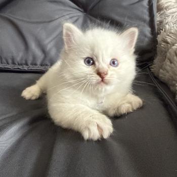 chaton Ragdoll Mauve Les Ragdolls de la Croisette