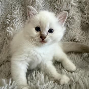 Mauve De La Croisette Femelle Ragdoll