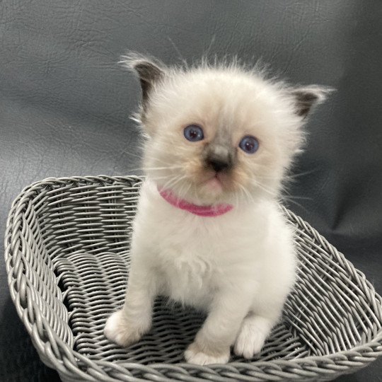 chaton Ragdoll Mauve Les Ragdolls de la Croisette