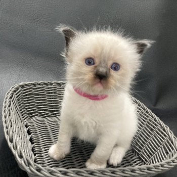 chaton Ragdoll Mauve Les Ragdolls de la Croisette