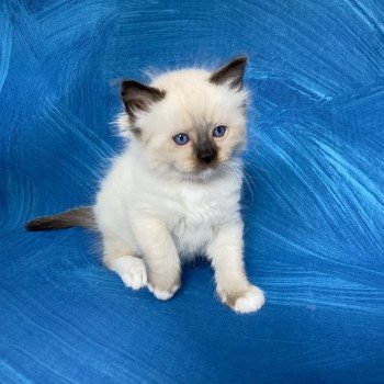 chaton Ragdoll Smarties Les Ragdolls de la Croisette