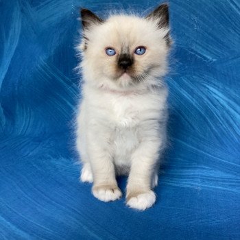 chaton Ragdoll Smarties Les Ragdolls de la Croisette