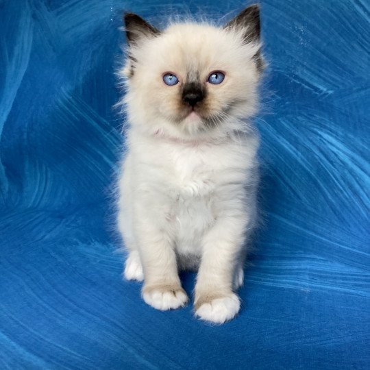 chaton Ragdoll Smarties Les Ragdolls de la Croisette