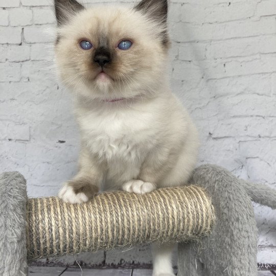 chaton Ragdoll Smarties Les Ragdolls de la Croisette