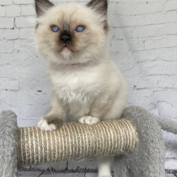 chaton Ragdoll Smarties Les Ragdolls de la Croisette chaton Ragdoll Smarties Les Ragdolls de la Croisette