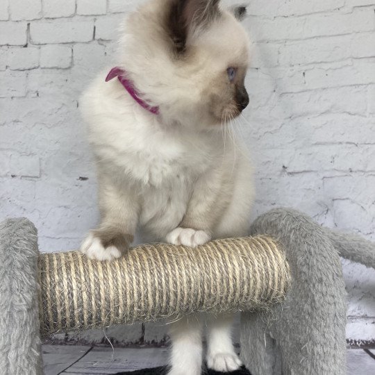 chaton Ragdoll Smarties Les Ragdolls de la Croisette