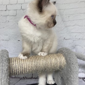 chaton Ragdoll Smarties Les Ragdolls de la Croisette chaton Ragdoll Smarties Les Ragdolls de la Croisette