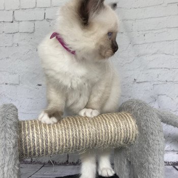 chaton Ragdoll Smarties Les Ragdolls de la Croisette