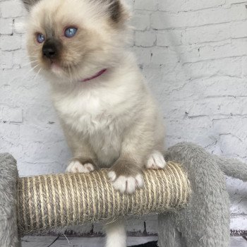 chaton Ragdoll Smarties Les Ragdolls de la Croisette chaton Ragdoll Smarties Les Ragdolls de la Croisette