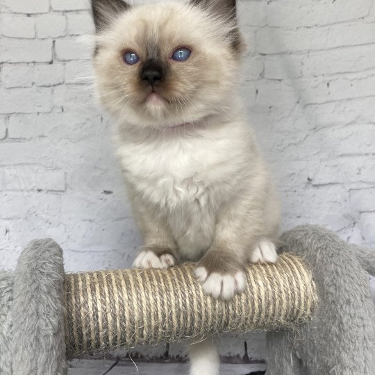 chaton Ragdoll Smarties Les Ragdolls de la Croisette