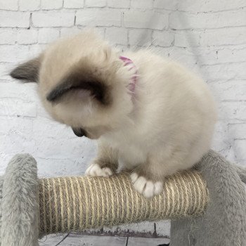 chaton Ragdoll Smarties Les Ragdolls de la Croisette chaton Ragdoll Smarties Les Ragdolls de la Croisette