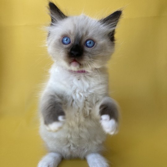 chaton Ragdoll Smarties Les Ragdolls de la Croisette