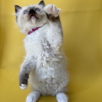 chaton Ragdoll Smarties Les Ragdolls de la Croisette chaton Ragdoll Smarties Les Ragdolls de la Croisette