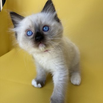 chaton Ragdoll Smarties Les Ragdolls de la Croisette