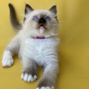 chaton Ragdoll Smarties Les Ragdolls de la Croisette chaton Ragdoll Smarties Les Ragdolls de la Croisette