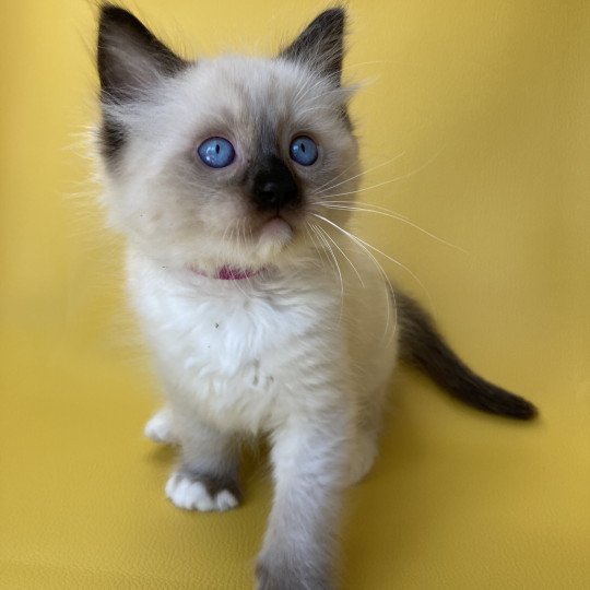 chaton Ragdoll Smarties Les Ragdolls de la Croisette