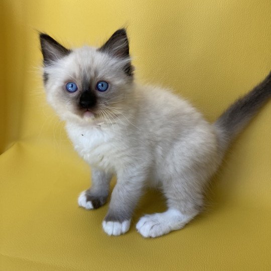 chaton Ragdoll Smarties Les Ragdolls de la Croisette