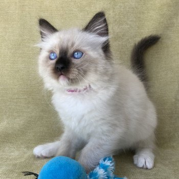 chaton Ragdoll Smarties Les Ragdolls de la Croisette