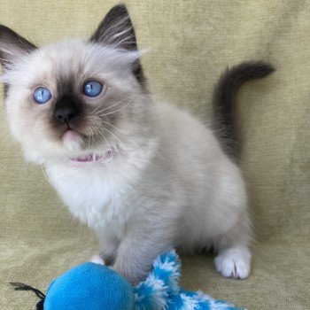 chaton Ragdoll Smarties Les Ragdolls de la Croisette