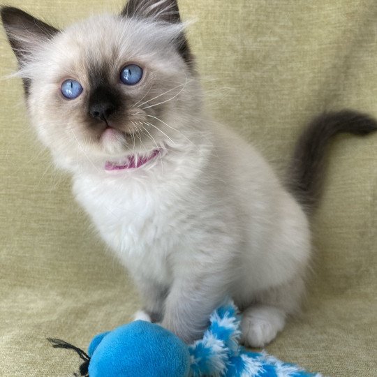 chaton Ragdoll Smarties Les Ragdolls de la Croisette