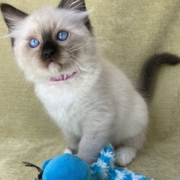 chaton Ragdoll Smarties Les Ragdolls de la Croisette