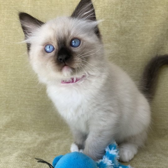 chaton Ragdoll Smarties Les Ragdolls de la Croisette