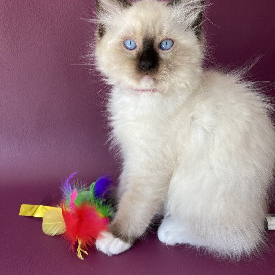 chaton Ragdoll Smarties Les Ragdolls de la Croisette