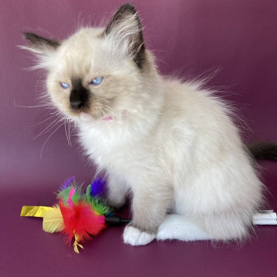 chaton Ragdoll Smarties Les Ragdolls de la Croisette