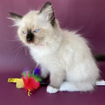 chaton Ragdoll Smarties Les Ragdolls de la Croisette chaton Ragdoll Smarties Les Ragdolls de la Croisette